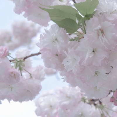 兽设表情绘制技巧兽圈群